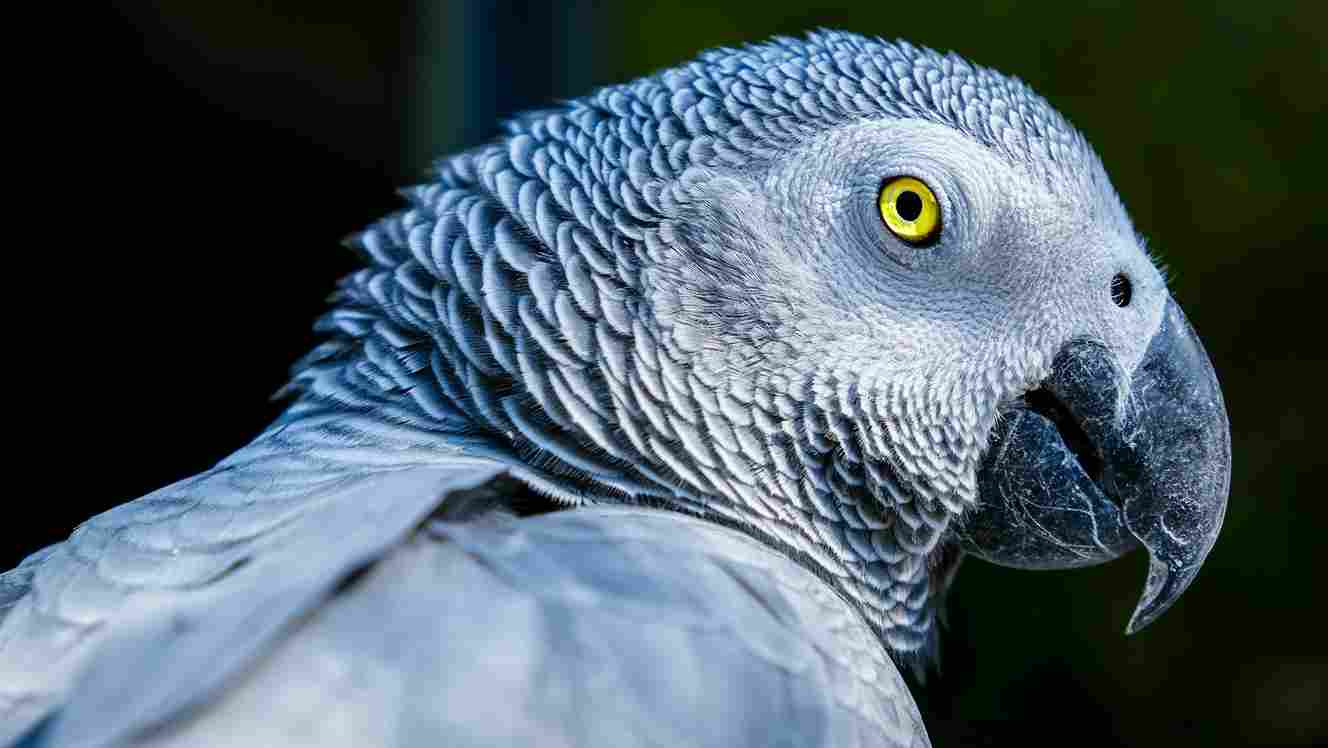 African Grey Parrot 