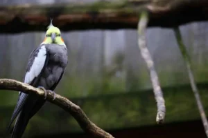 African grey parrot of parrot kingdom