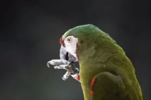 parrot kingdom