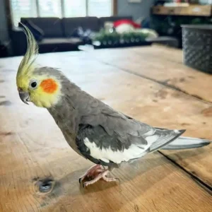 Cockatiels of parrot kingdom