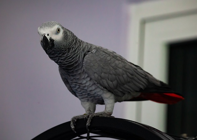 African Grey Parrots Breeders