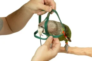 parrot harness