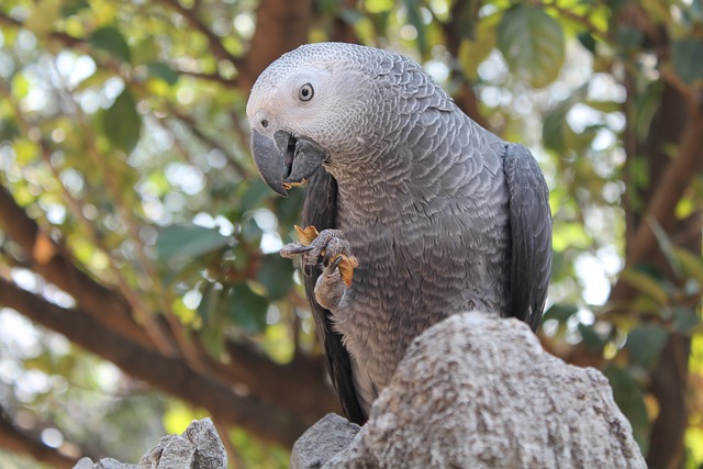 African Grey Parrots Breeders