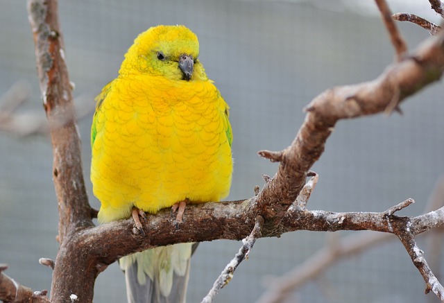 Yellow Winged Parakeets in Miami