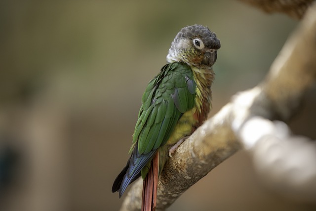 types of conures