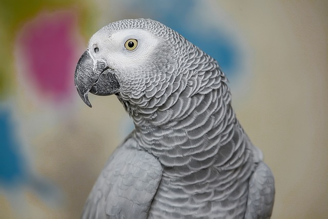 African Grey Parrots Breeders