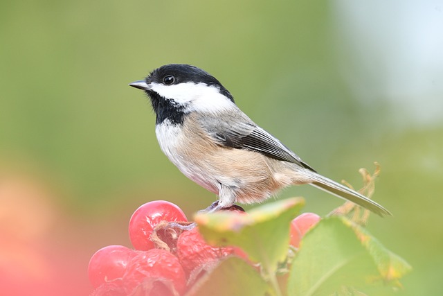 bailey eastern birds