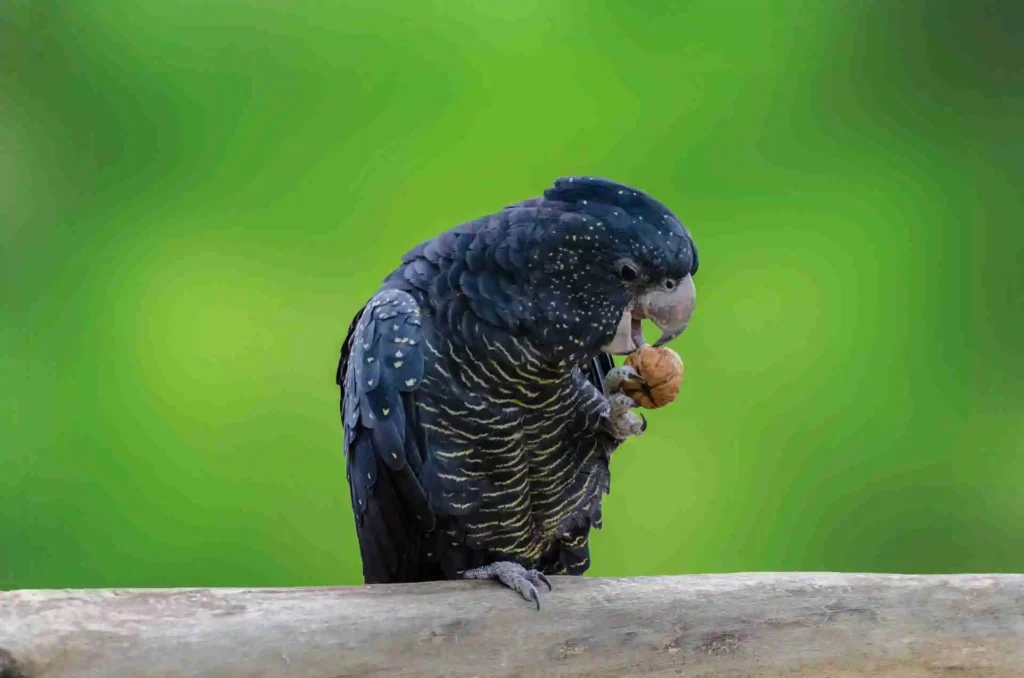 types of conures