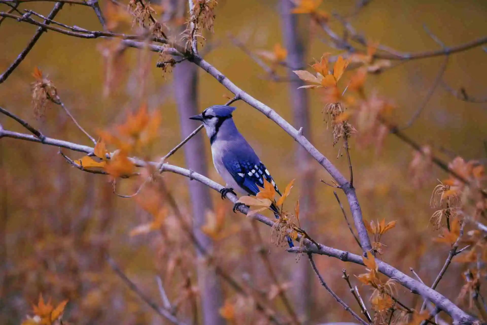 blue lovebird