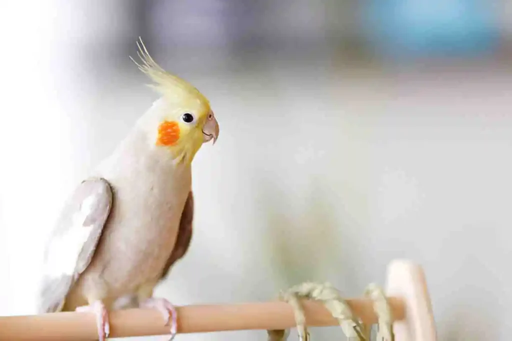 conure sleeping more during molt