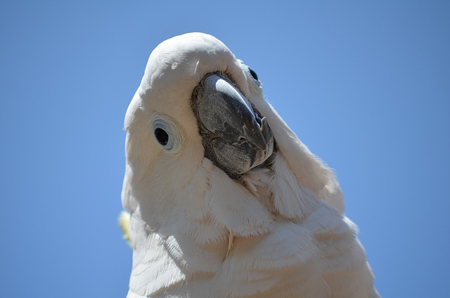 blue white cockatoo