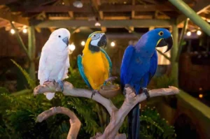 cockatoo vs macaw