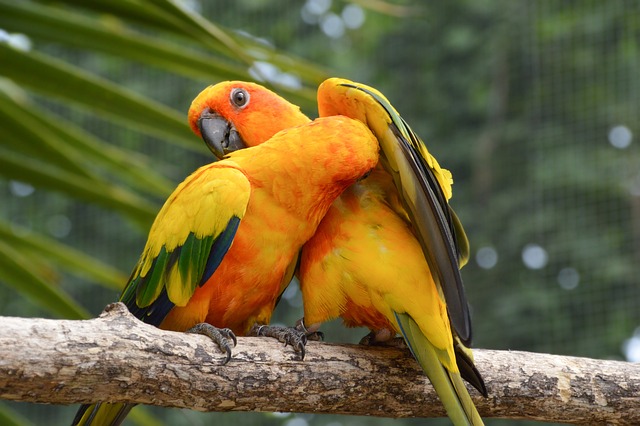 Nanday Conures