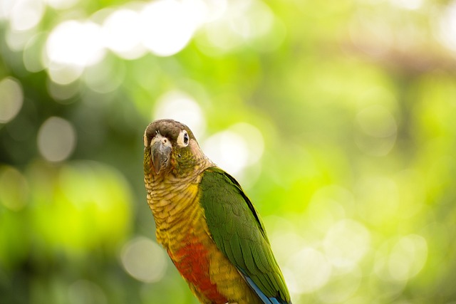 Nanday Conures