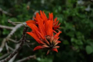 coral tree safe for parrots