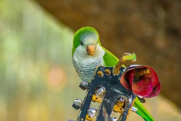 6 Parrot Playing the Saxophone