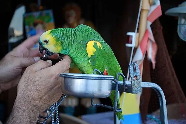 6 Parrot Playing the Saxophone