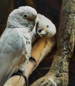 male vs female parrot