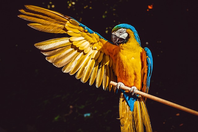 Parrot Get Sun Through the Feathers