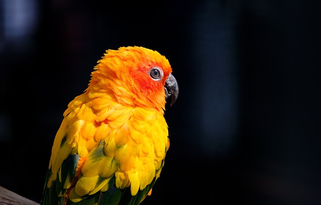 parrot head​