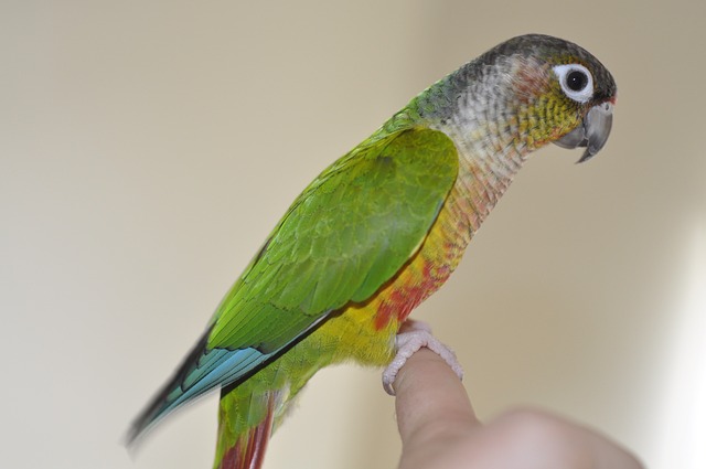 Nanday Conures