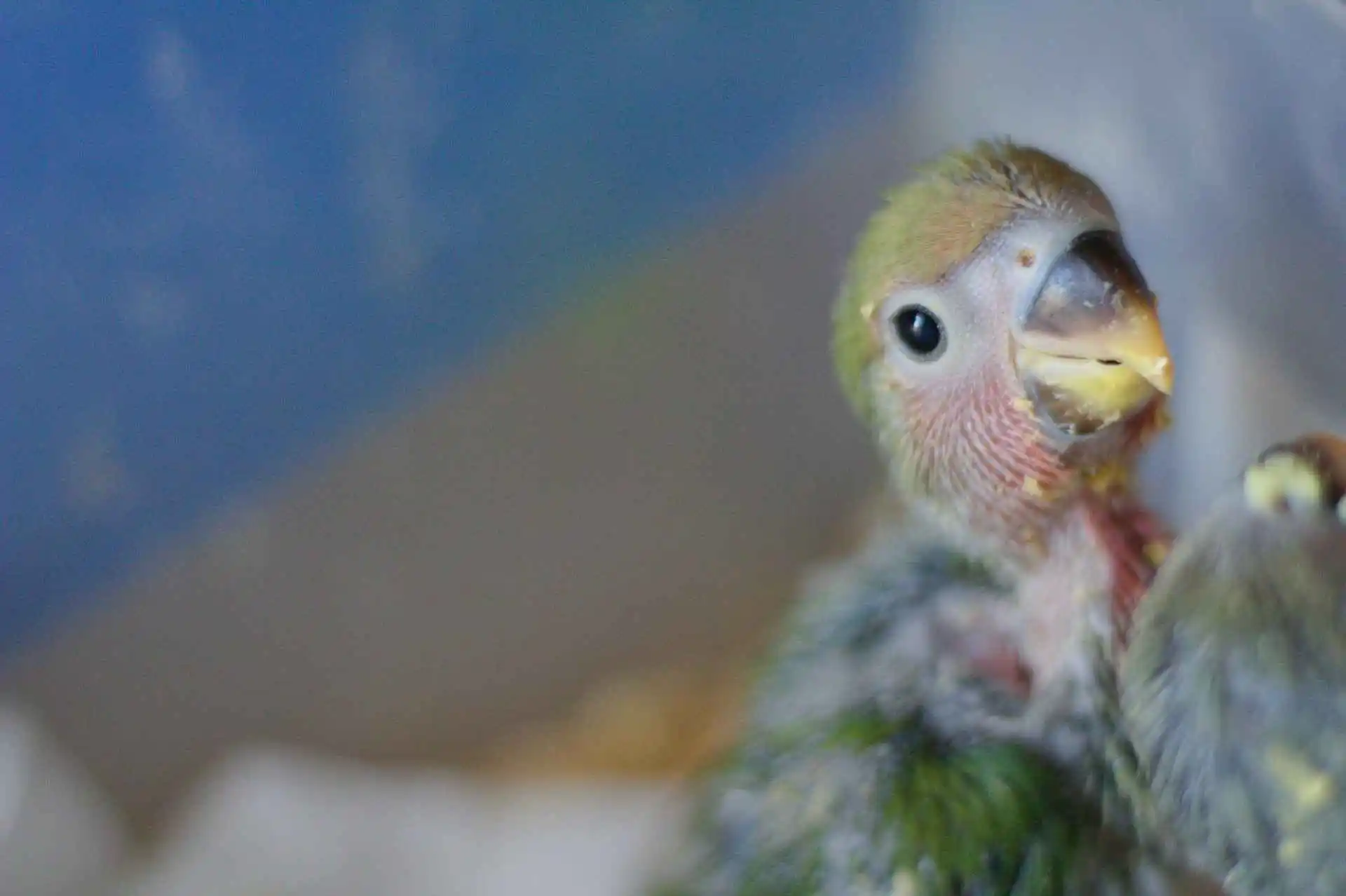 parrot baby care