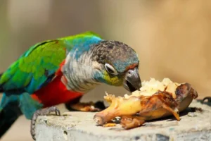 parrot beak