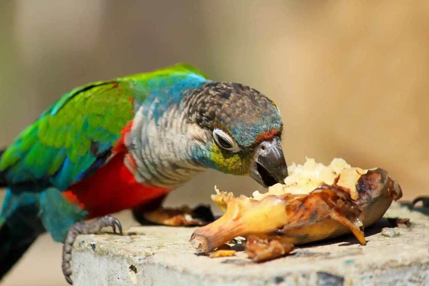 Parrots Eat