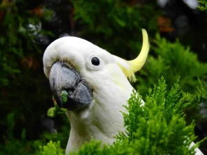 parrot training