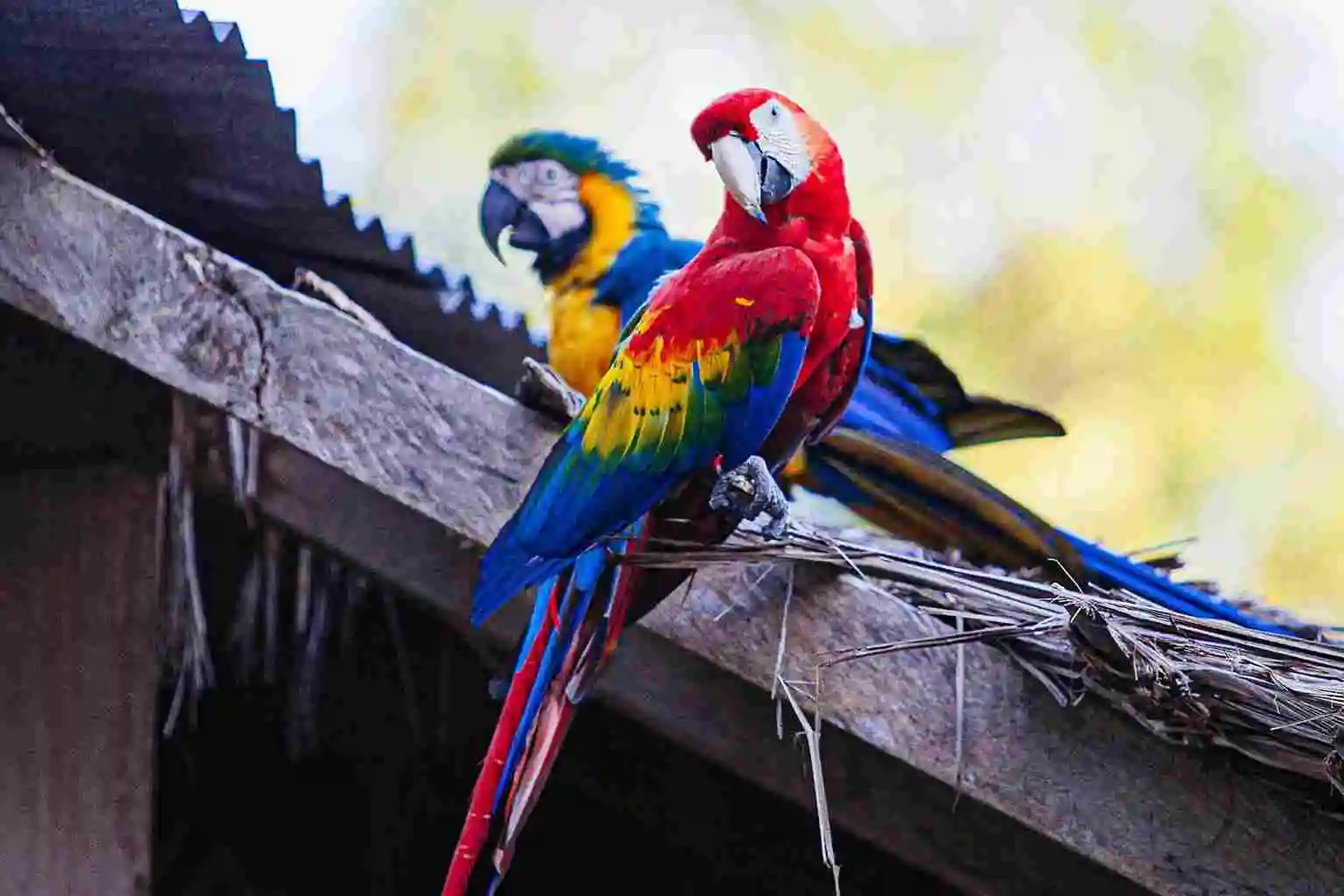 macaw diet