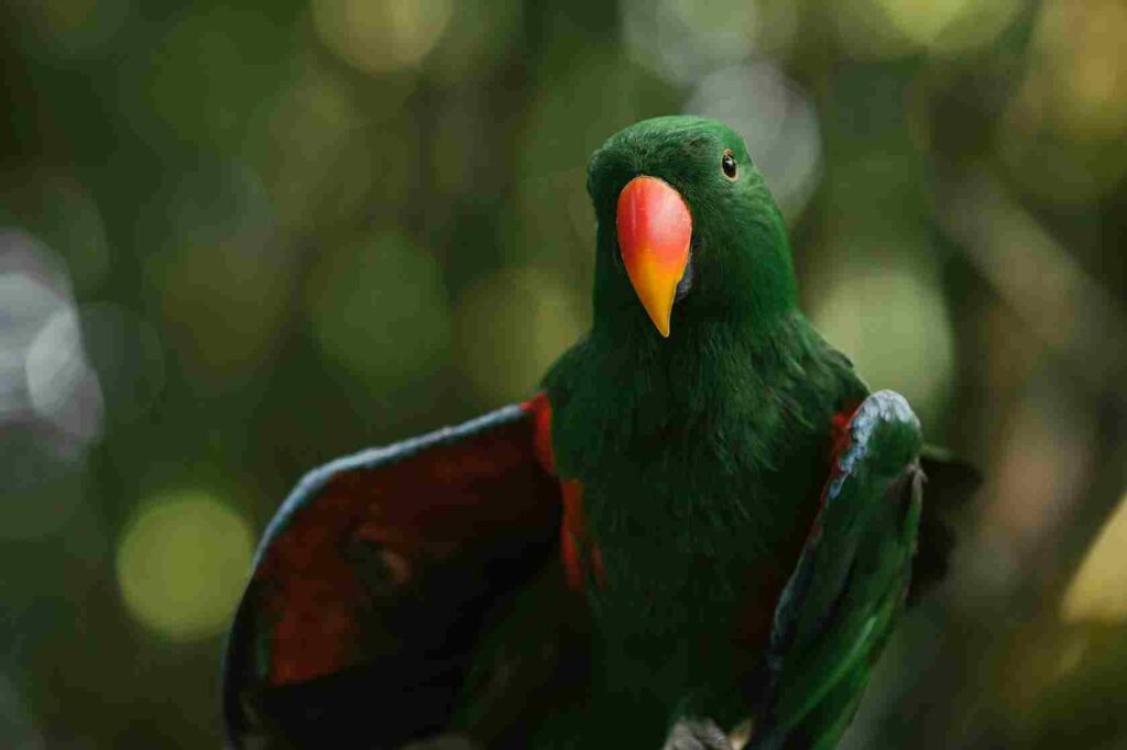 conure pineapple green cheeks