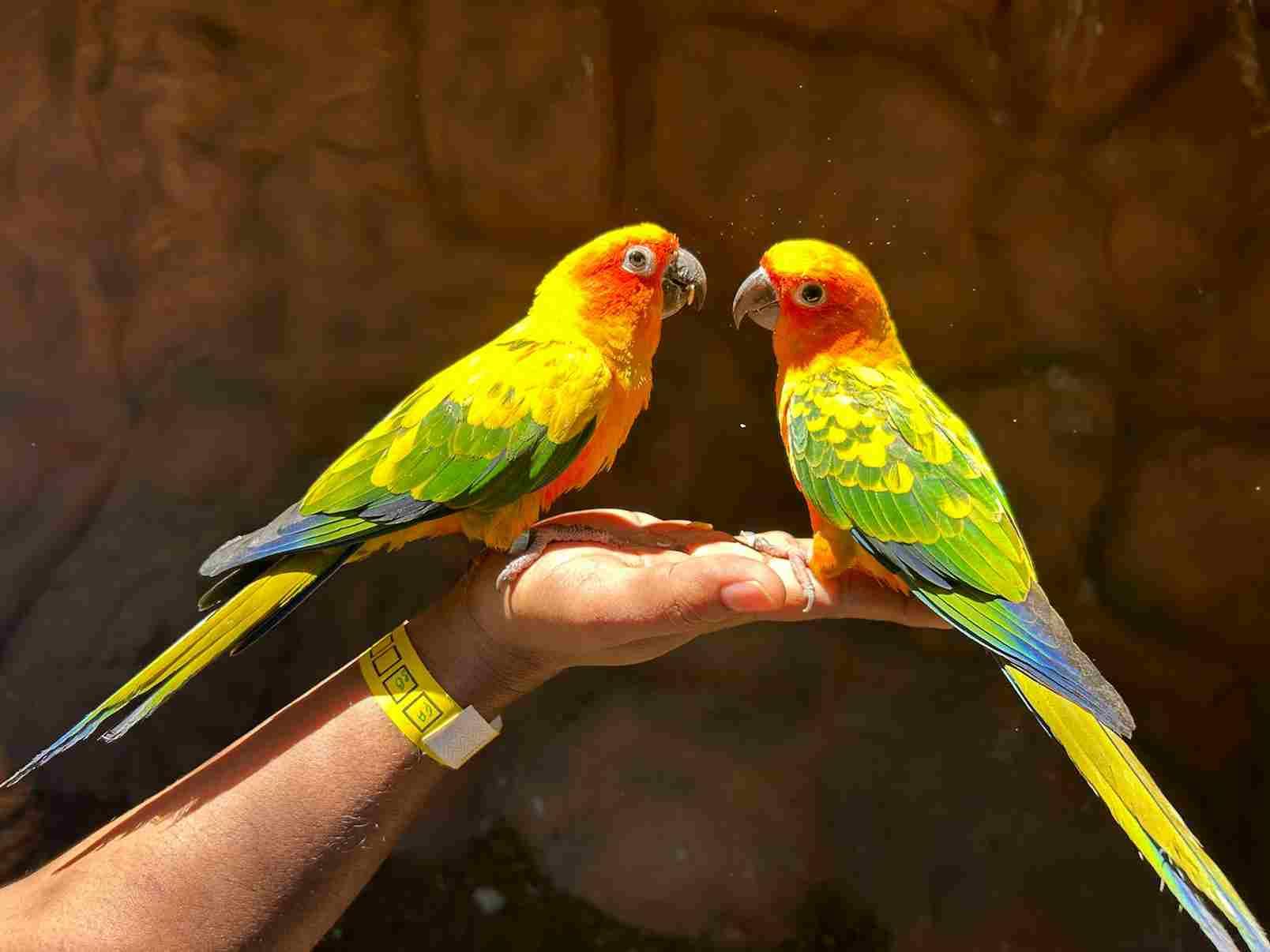 Parrot feet Language