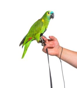 parrot harness