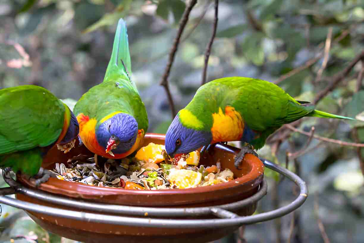 peruvian bird food​