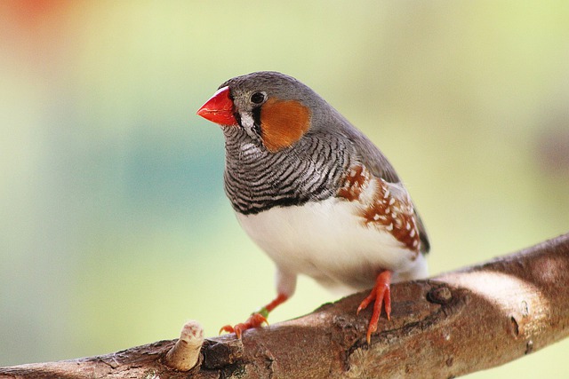 Finch diet