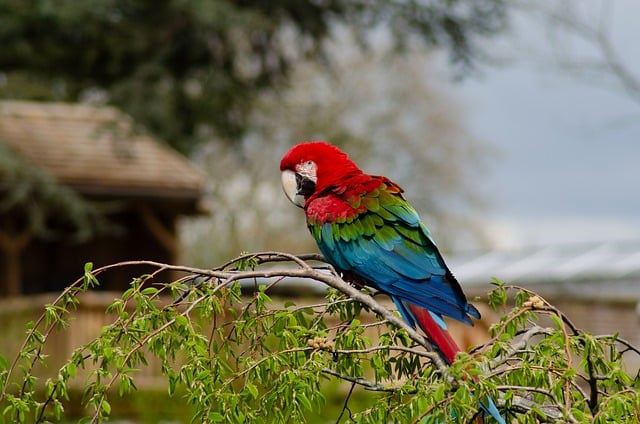 Parrot from south america