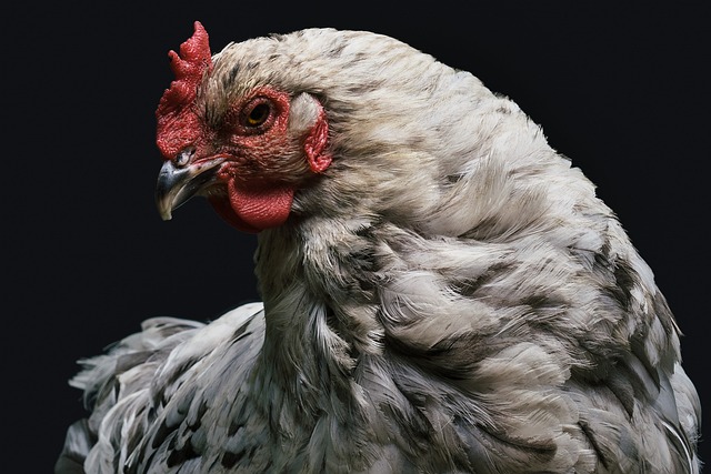 chickens with fluffy heads