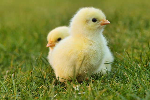 chickens with fluffy heads