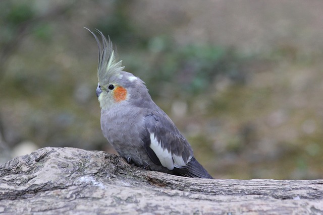 cockatiel black mutation