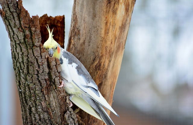 cockatiel black mutation