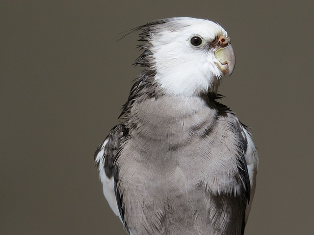 cockatiel black mutation