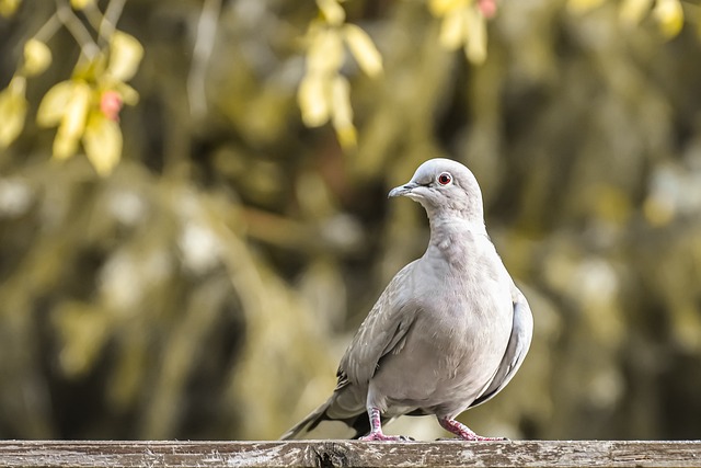 Keep Doves from Furniture