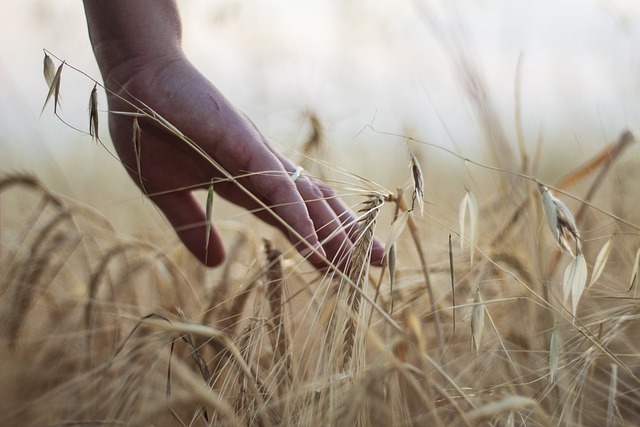 can birds eat dried barley