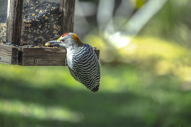 blue bird feeder​.